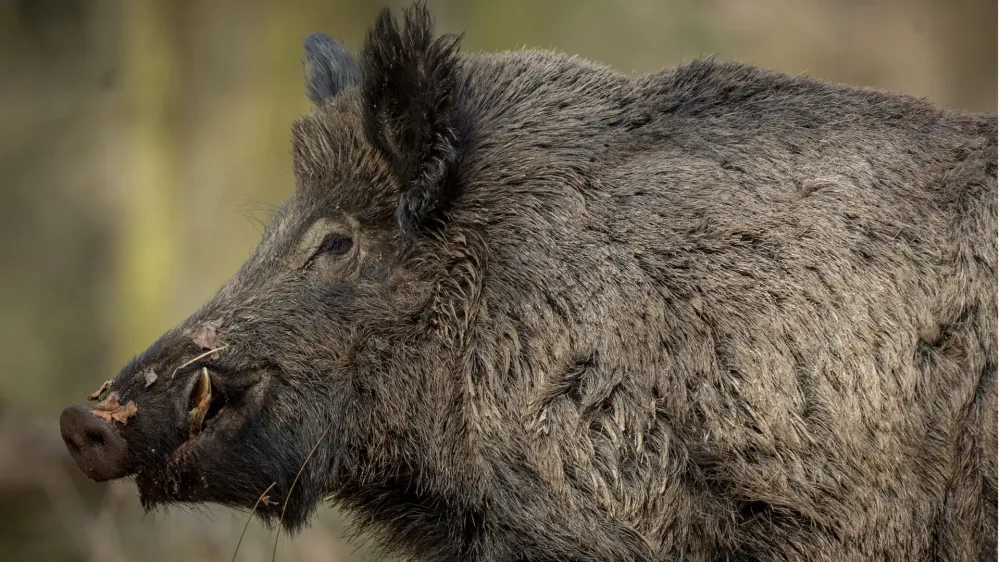 Javali (Sus scrofa) tem a europa como habitat natural. (Foto: Magnific, Vladimir Cech)