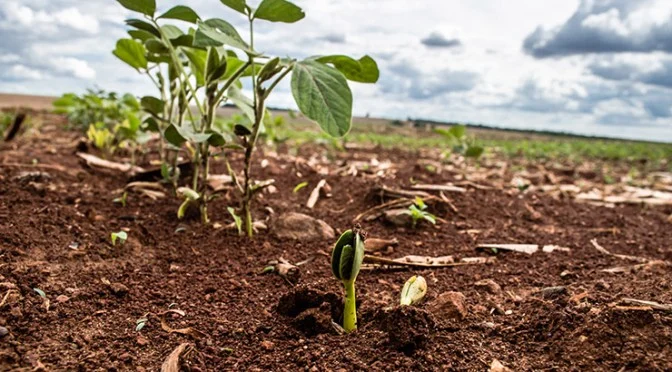 Medida proíbe o cultivo e a presença de soja guaxa em propriedades e rodovias - Foto: Reprodução/Iagro