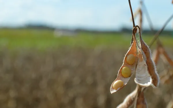 Nos próximos anos o incremento de produtividade da soja no estado pode ser ainda maior. — Foto: Anderson Viegas/g1 MS