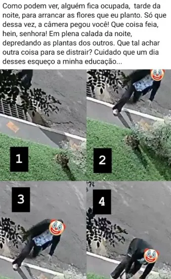 Câmera flagra mulher arrancando flores durante a noite em Dourados
