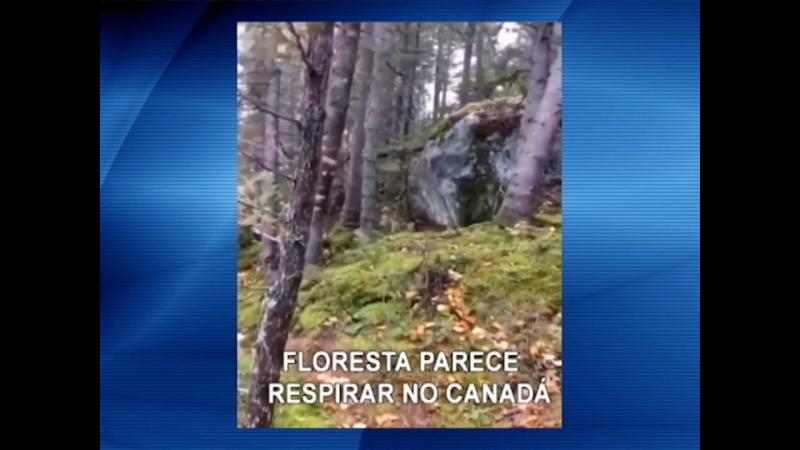 Vídeo mostra floresta 'respirando' no Canadá