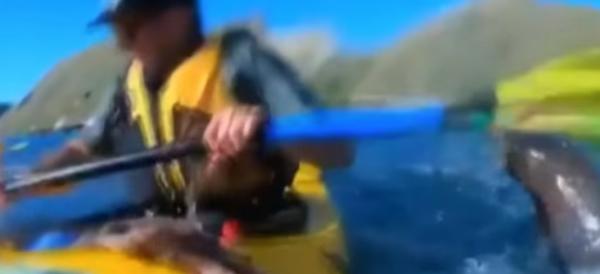 BBC News: O momento em que foca atinge praticante de caiaque… com um polvo